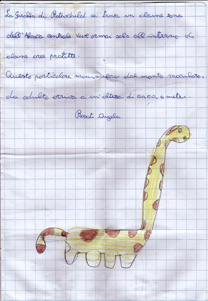 giraffa_Rothschild